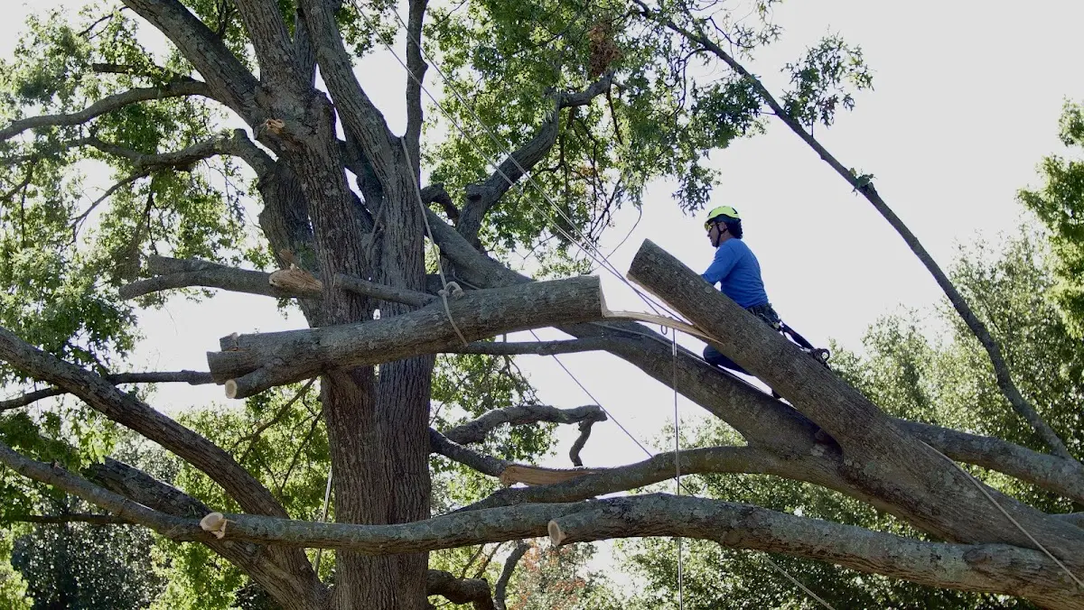 Professional Crown Thinning performed by certified arborists in Postville