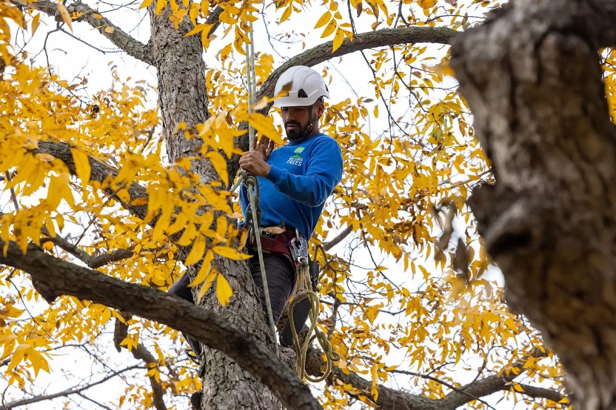 Skilled Dead Tree Removal crew working in Postville